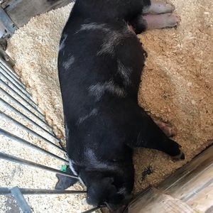 Meet your Posher, Stella